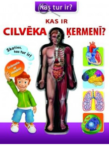 Kas ir cilvēka ķermenī?  Kas ir cilvēka ķermenī?