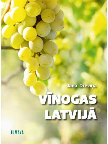Vīnogas Latvijā  Vīnogas Latvijā