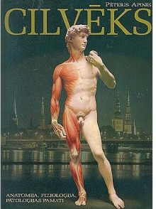 Cilvēks                    P.Apinis